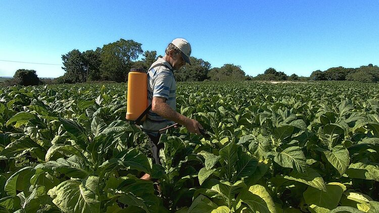 A farmer sprays pesticide onto a field