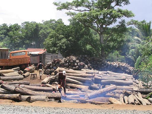 Illegal export of rosewood 001