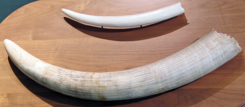 Ivory Elephant Tusk