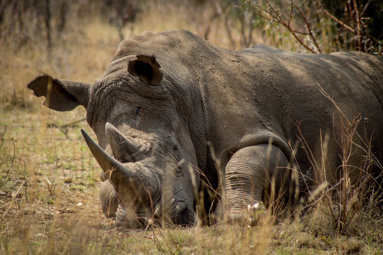 Many rhino species are endangered and poached for its horn