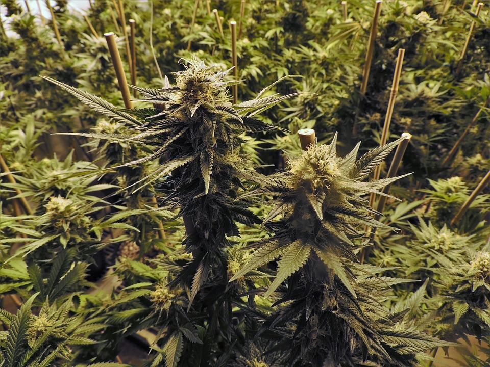 Cannabis Grow Room (Photo: Pixabay, CC0 Creative Commons)