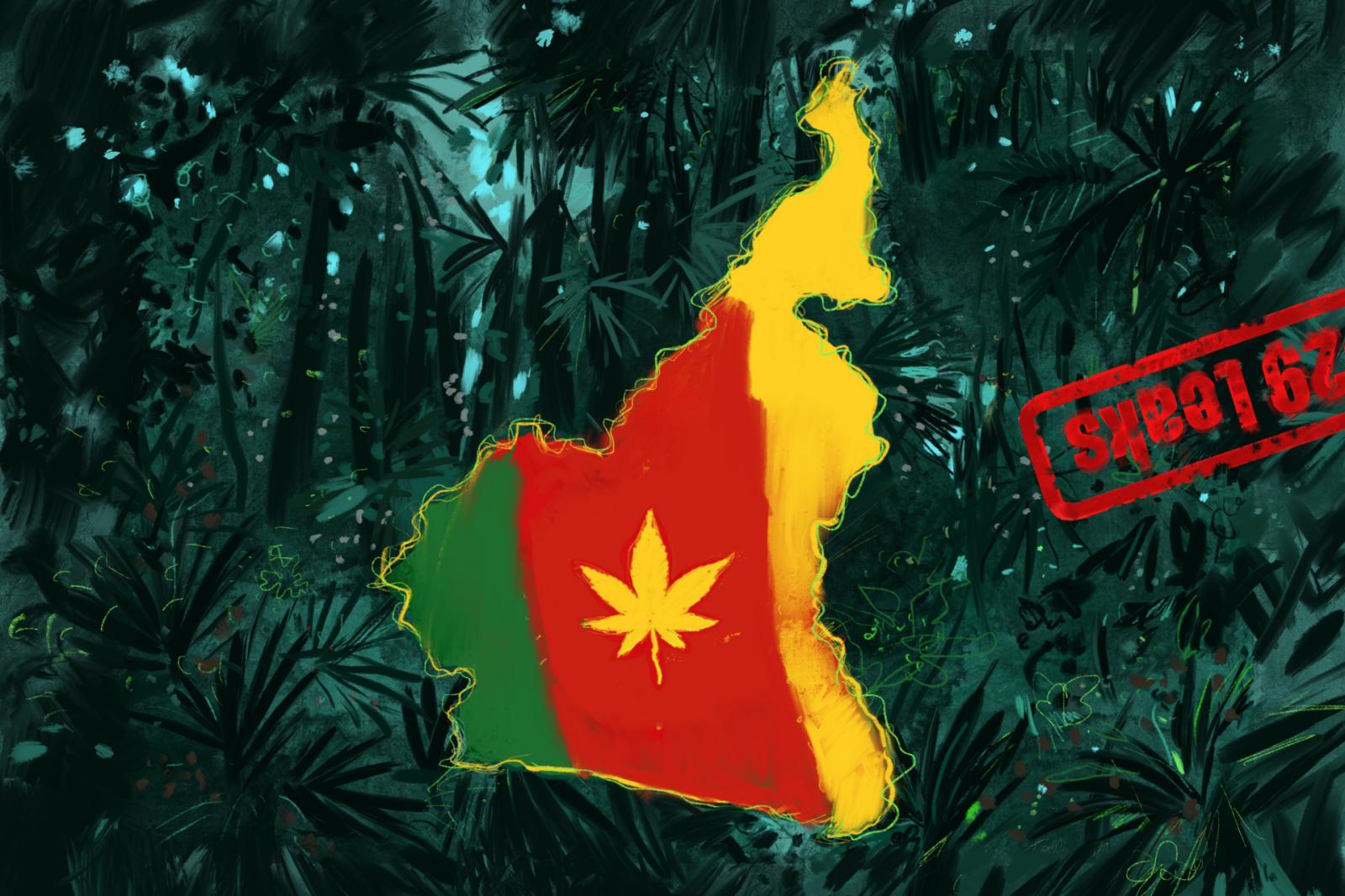 Cameroon S Cannabis Plans Go Up In Smoke Occrp