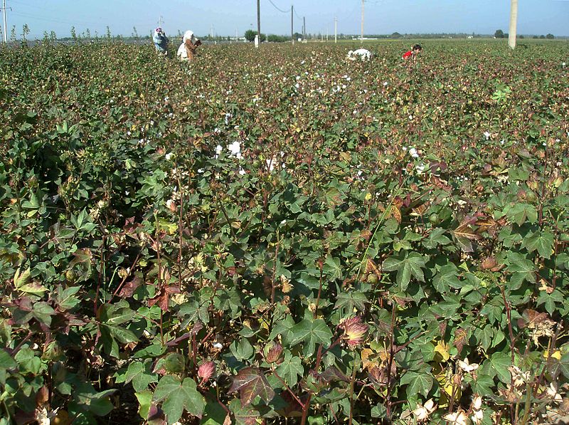 UzbekCotton