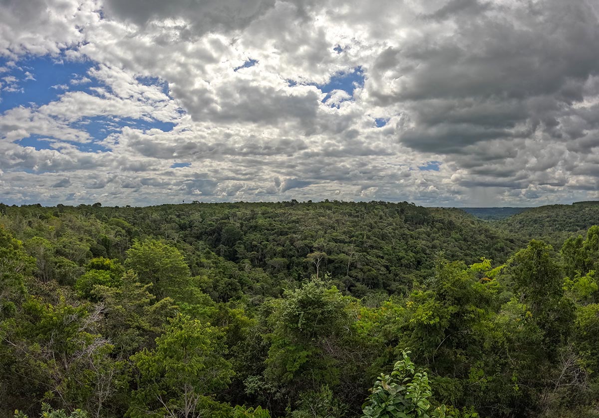 A view across Pau Brazil National Park