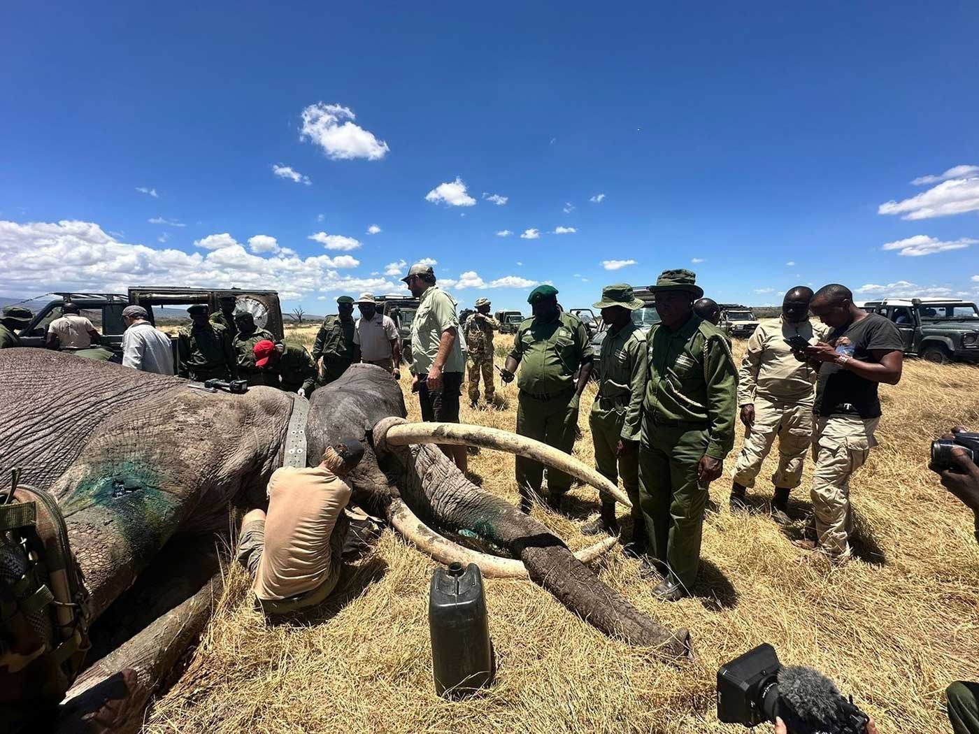 Staff around elephant with collar