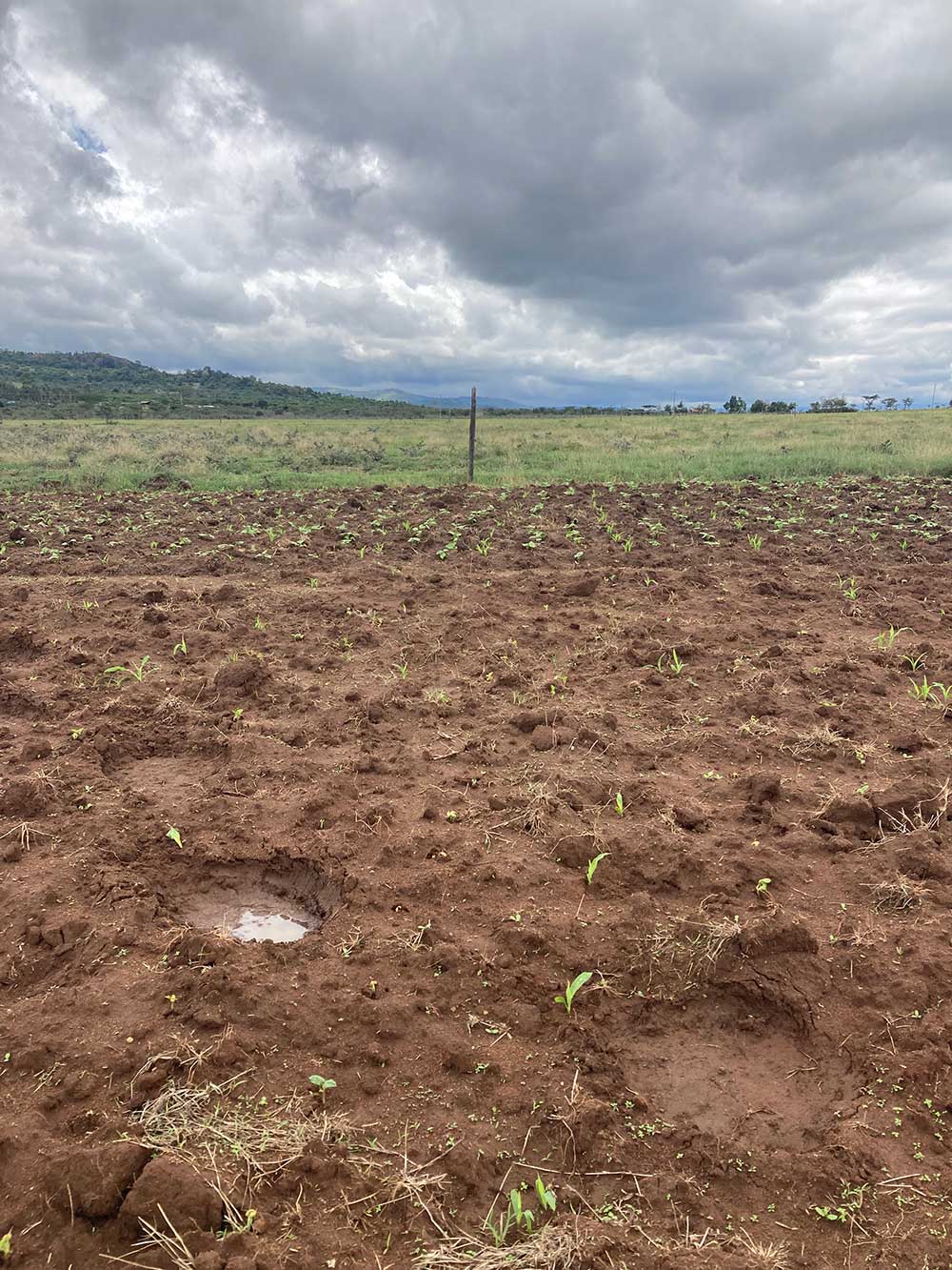 elephant-footprints-farmland