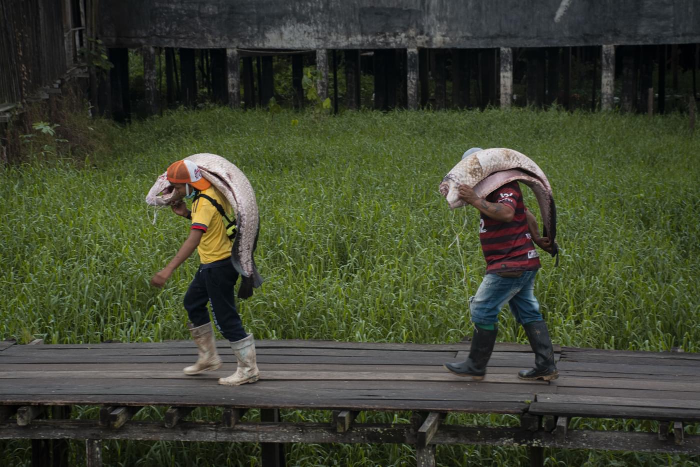 Two men transport decapitated pirarucu fish