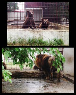 I3_ZOO_Nutu_HOMEHome