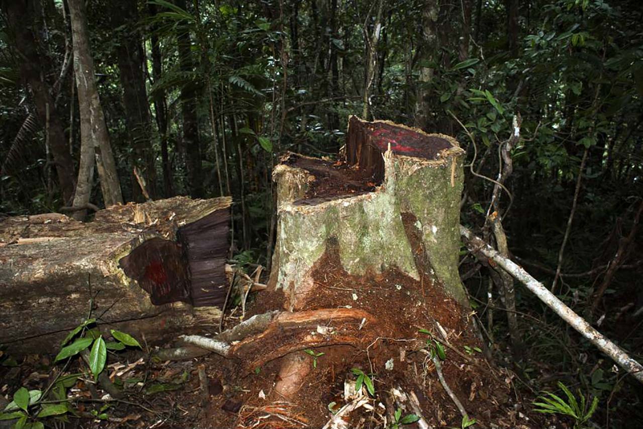 Illegally logged rosewood, showing the timber’s distinctive fiery red color, in Marojejy National Park, Madagascar, 2009. Credit: Wikimedia Commons