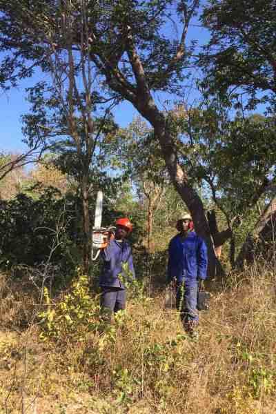 Saw-men at work cutting trees in the Caprivi State Forest. (Caption: John Grobler)