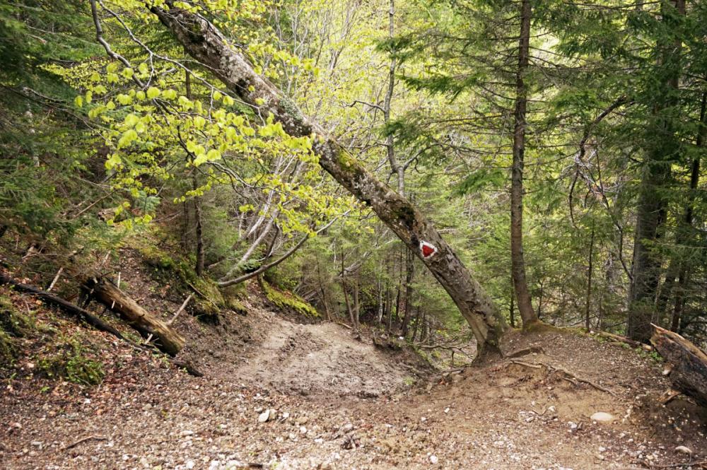 Romanian forest, by Tiia Monto (CC BY-SA 4.0)
