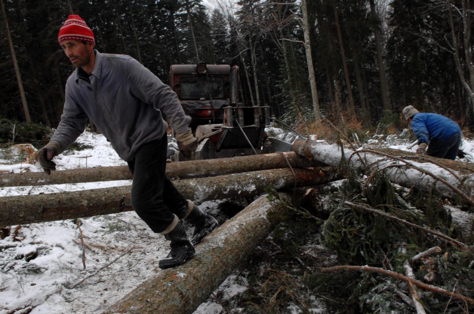 Romanian woodcutters work in the forest of the village of Comandau, Romania (280 km north-west from Bucharest). By The Associated Press