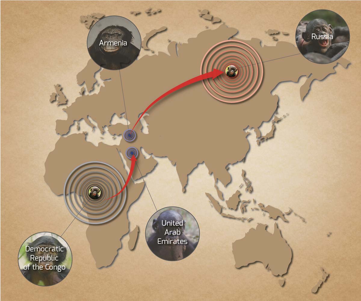 monkey-infographic