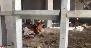 A cow sits amid debris at the Elementary School in southern Bagdad