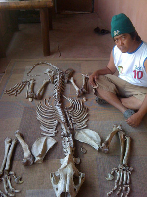 An alleged member of the Xaysavang Network poses with a set of lion bones