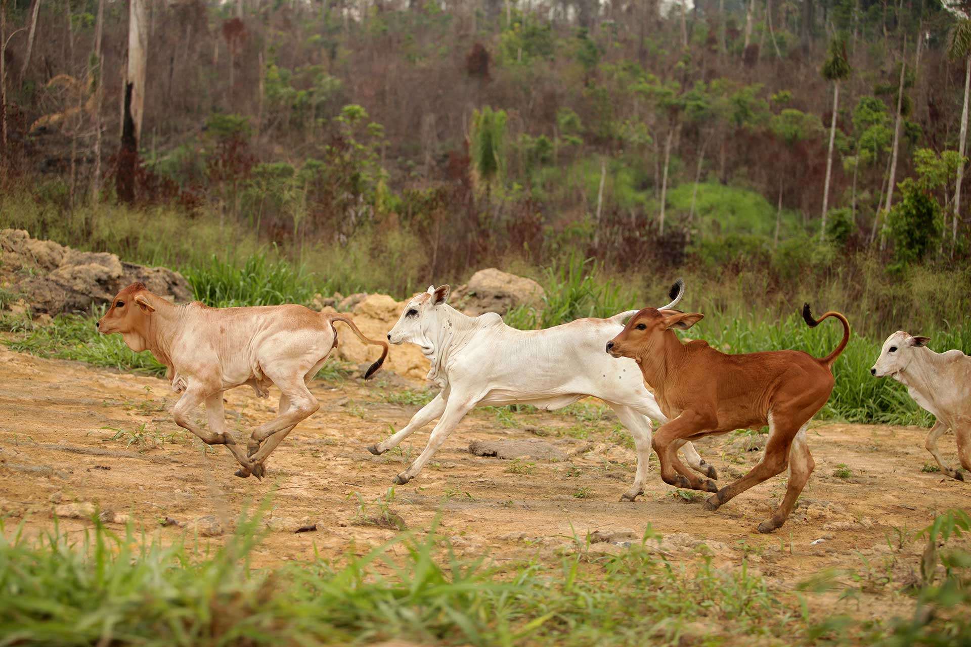 How Illegal Land Grabs in Brazil’s Amazon Feed the Global Beef Industry