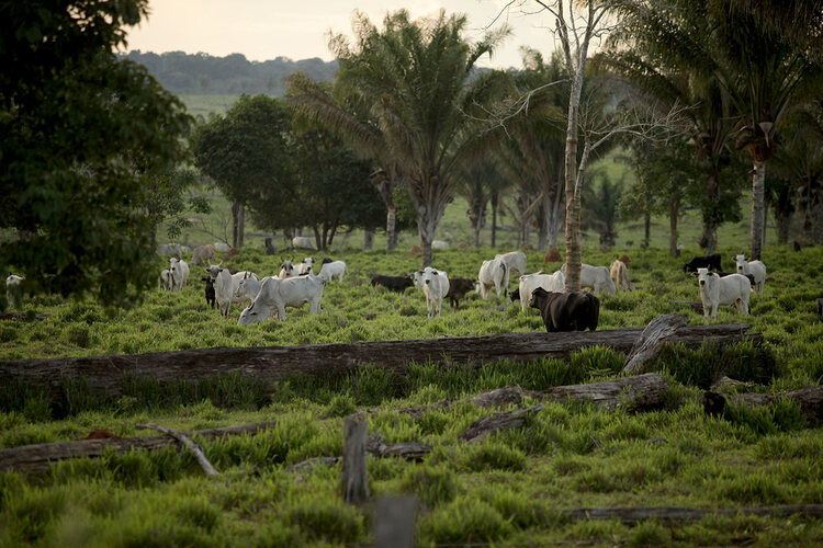 Cattle grazing on Renascer farm