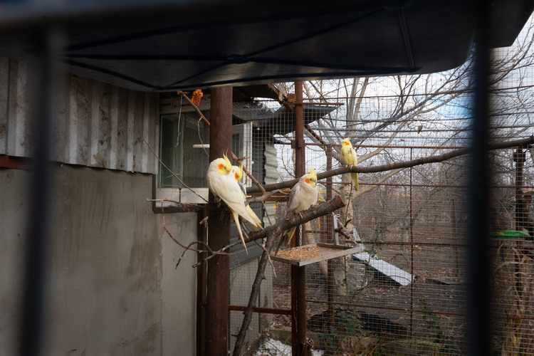 Cockatiels in the aviary