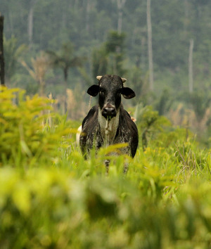 A cow grazing on a farm