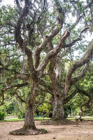 A brazilwood tree in the Rio de Janeiro Botanical Garden