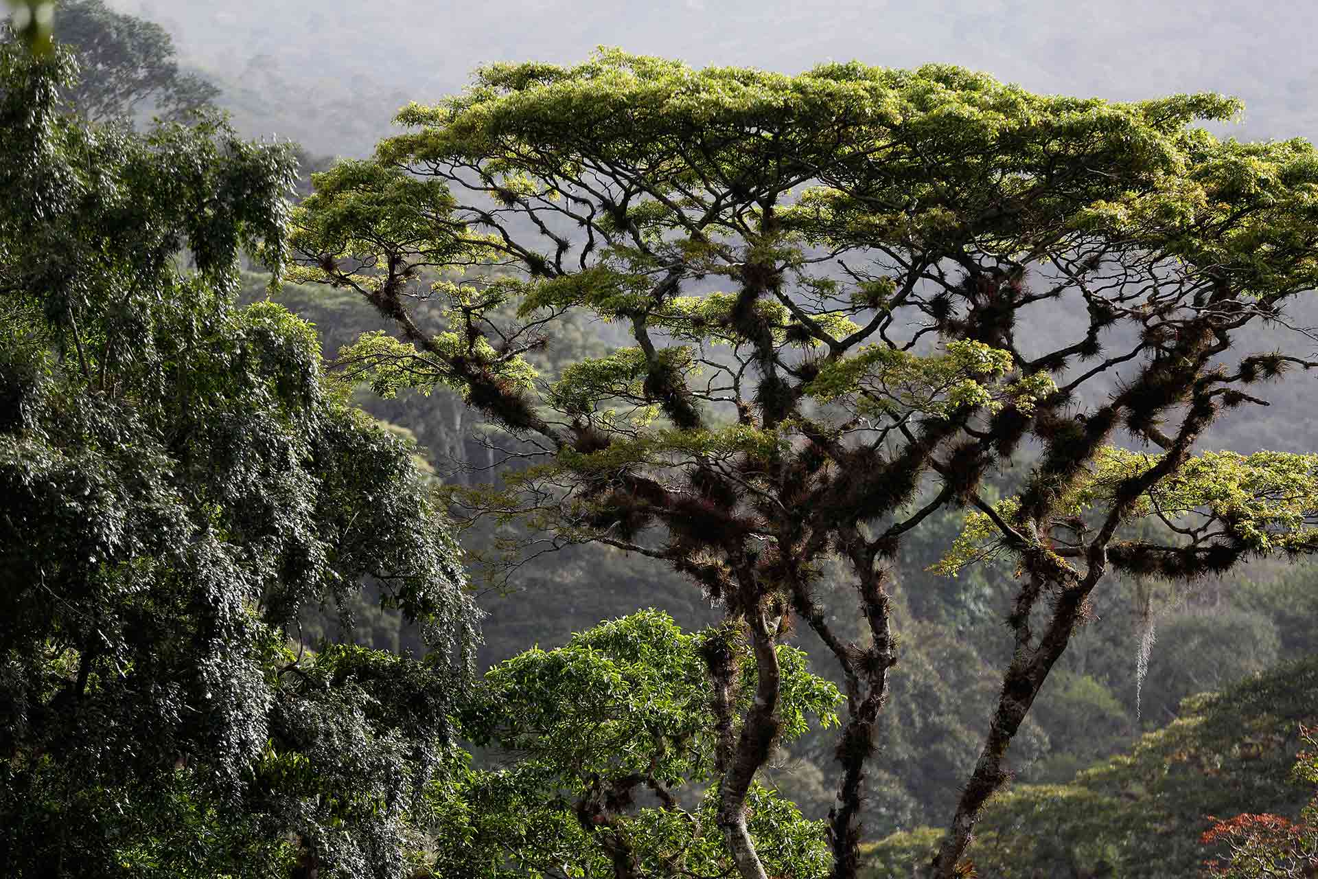 Rainforest Mafias: How Violence and Impunity Fuel Deforestation in Brazil's