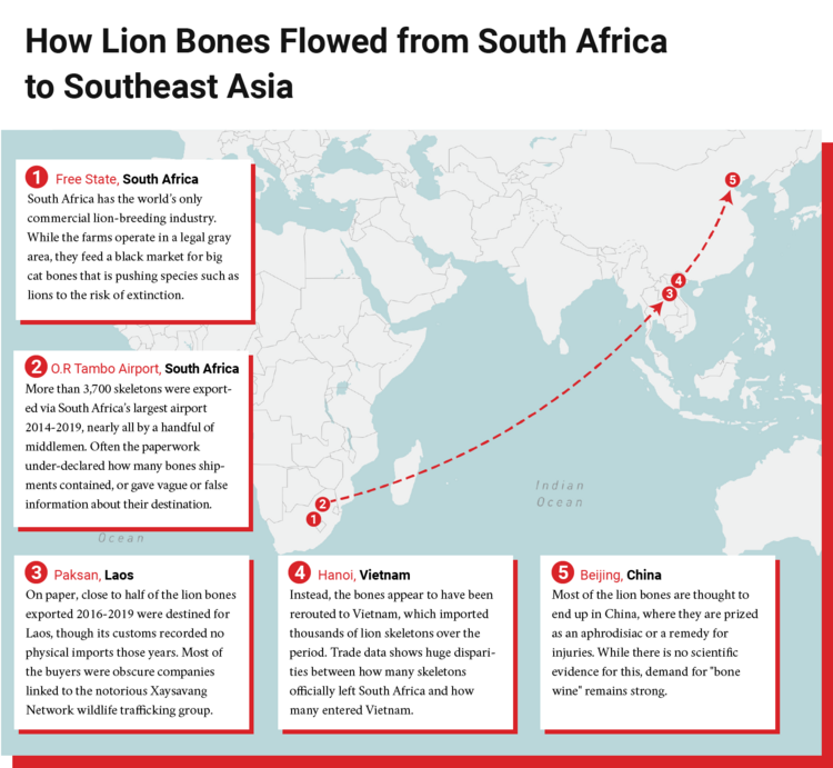 A map showing how lion bones flowed from South Africa to Southeast Asia