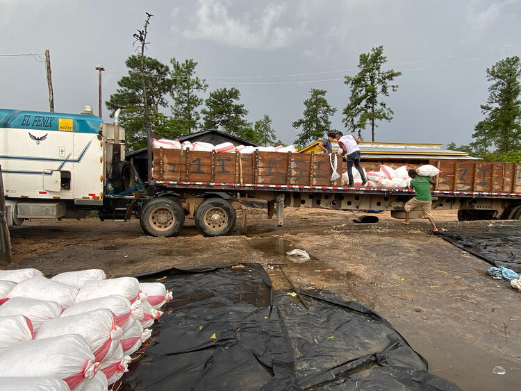 A group of people load Pine resin into trucks