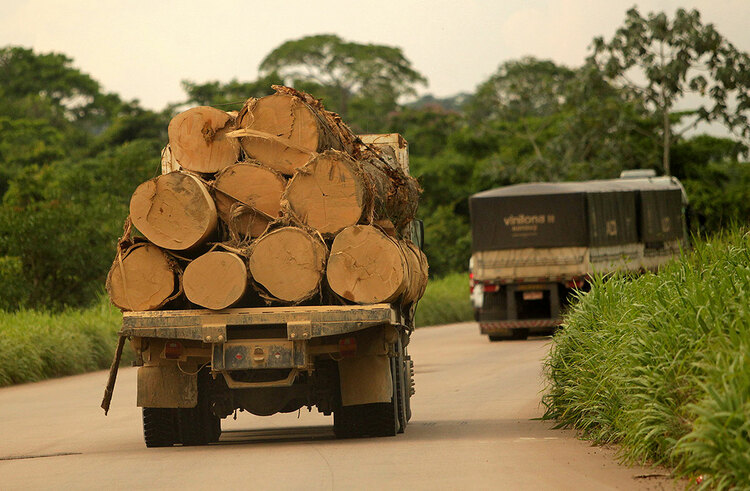 Logs being transported in a truck