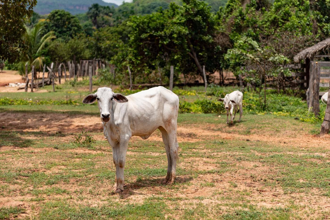 investigations/cattle-northeastern-brazil.jpg