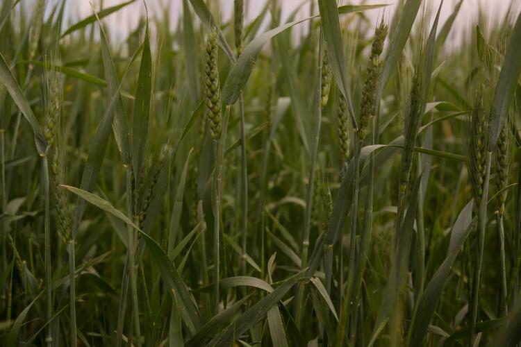 A close-up of a field of wheat