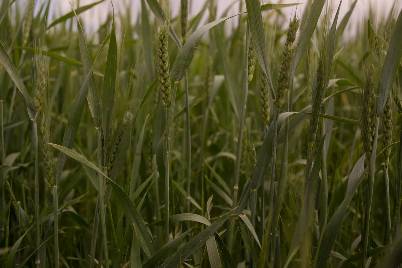 investigations/field-close-up-mykolaiv.jpg