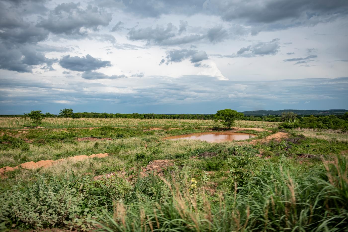 investigations/northeastern-cerrado-brazil.jpg