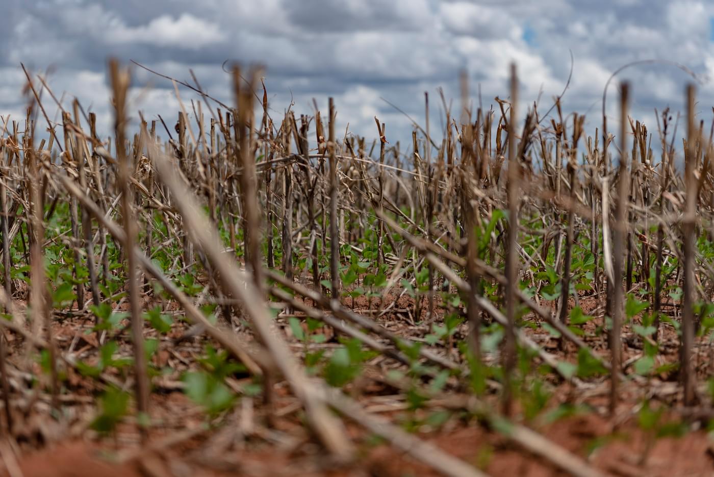 investigations/soy-field-bahia.jpg