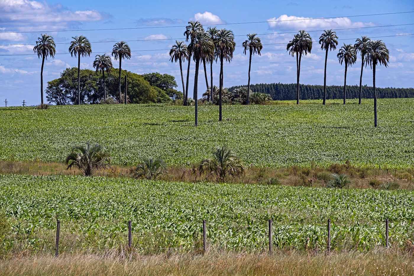 investigations/soya-fields-biofuel.jpg