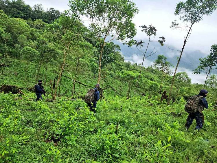Members of the Guatemalan army eradicating coca bushes