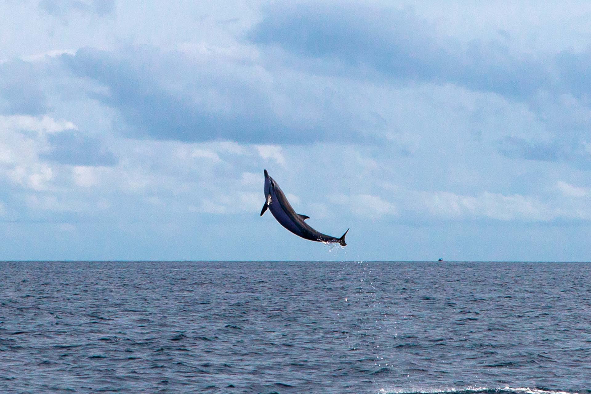 paradiseleased/dolphin-leaps.jpg
