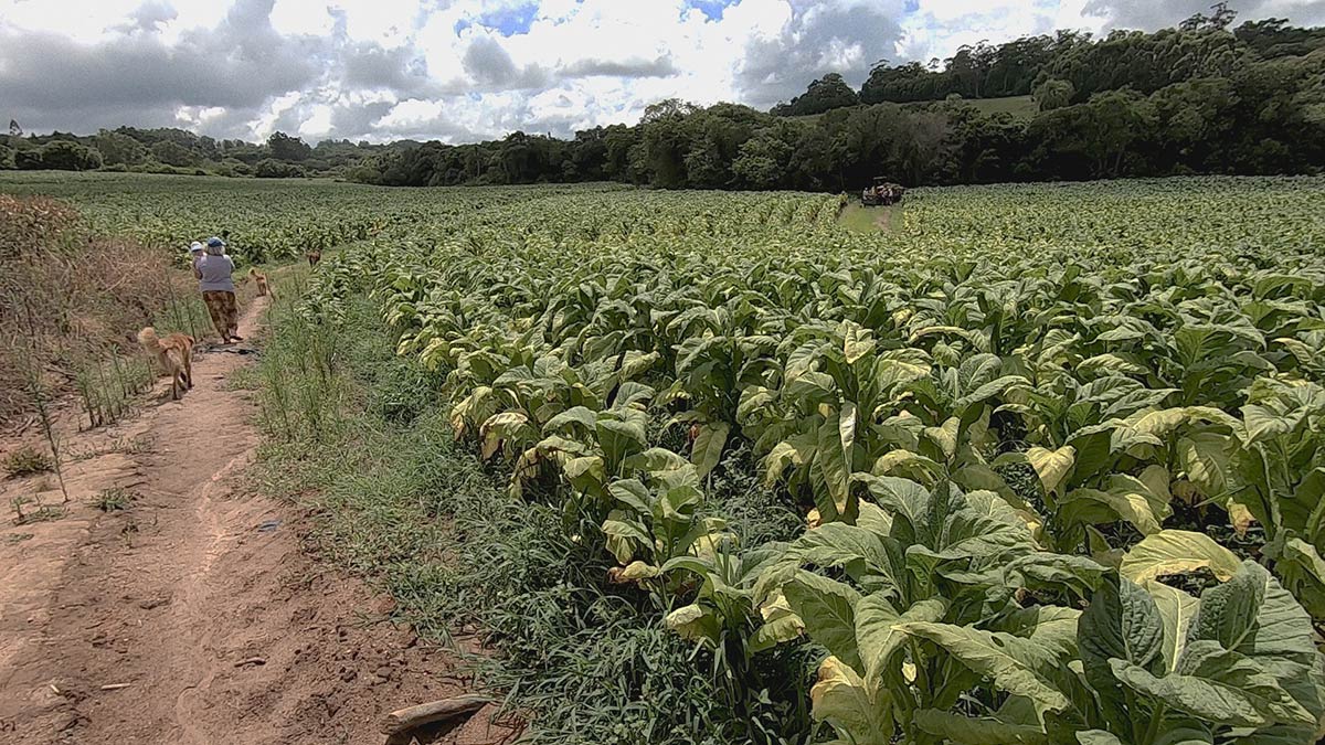 tobacco/china-tobacco/Brazil-Tobacco-Field.jpg