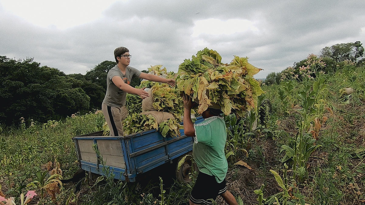 tobacco/china-tobacco/Farmers-Loading-Tobacco-Leaves.jpg