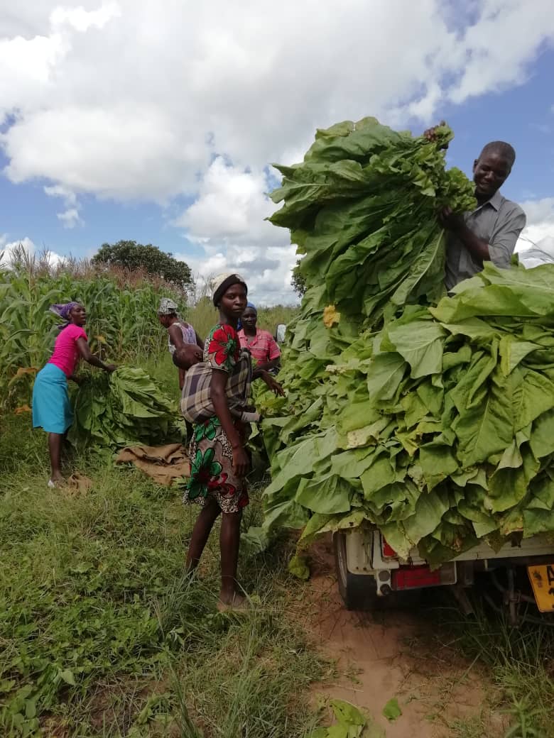 tobacco/china-tobacco/Karoi-Tobacco-Farmer.jpg