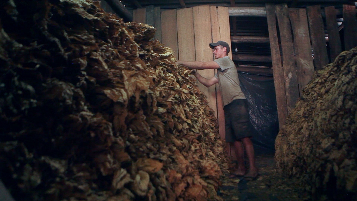 tobacco/china-tobacco/Sorting-Leaves-in-a-Shack.jpg