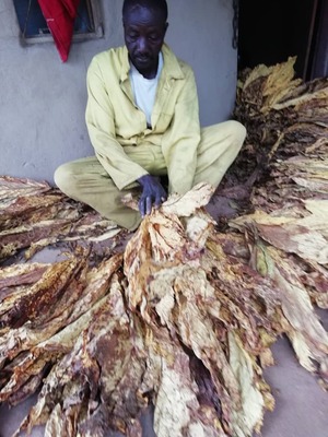 Tobacco farmer Mathew Banda sits as he grades dry tobacco leaves at his home