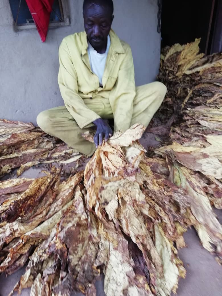 tobacco/china-tobacco/Tobacco-Farmer-Grading-Leaves.jpg