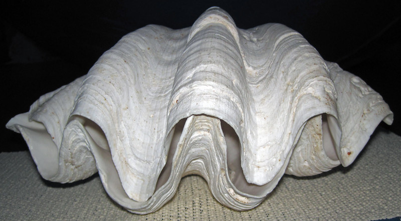Black market giant clam shells have recently emerged as a lucrative alternative to ivory (Credit: flickr, Creative Commons Licence)