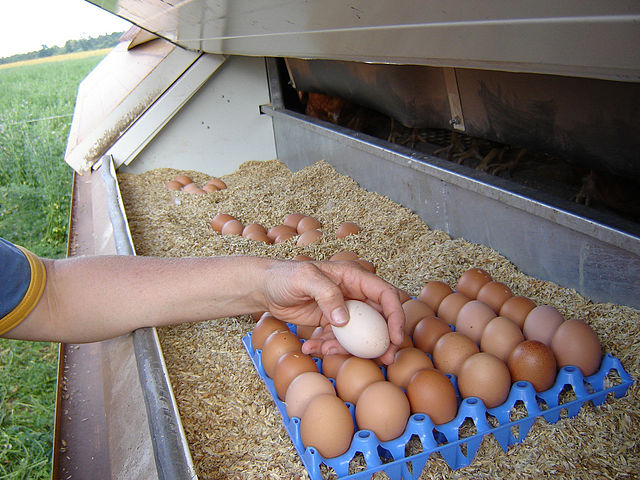 640px-Collecting eggs on an organic farm copy