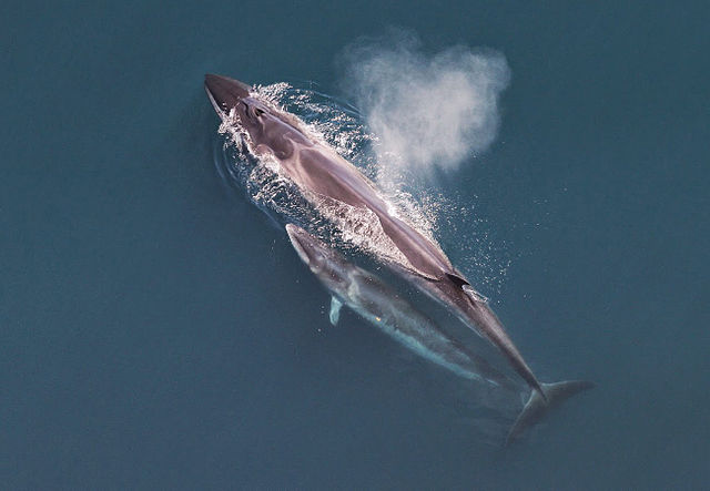 640px-Sei whale mother and calf Christin Khan NOAA