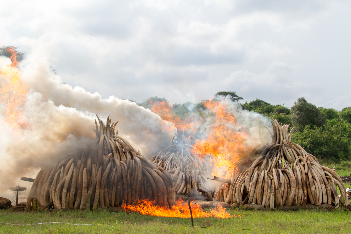 Nairobi-Ivory-Burn-by-Mwangi-Kirubi-7 copy