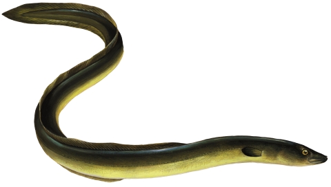 anguilla eel