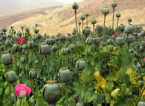Opim poppies, Afghanistan (Photo: Wikimedia)