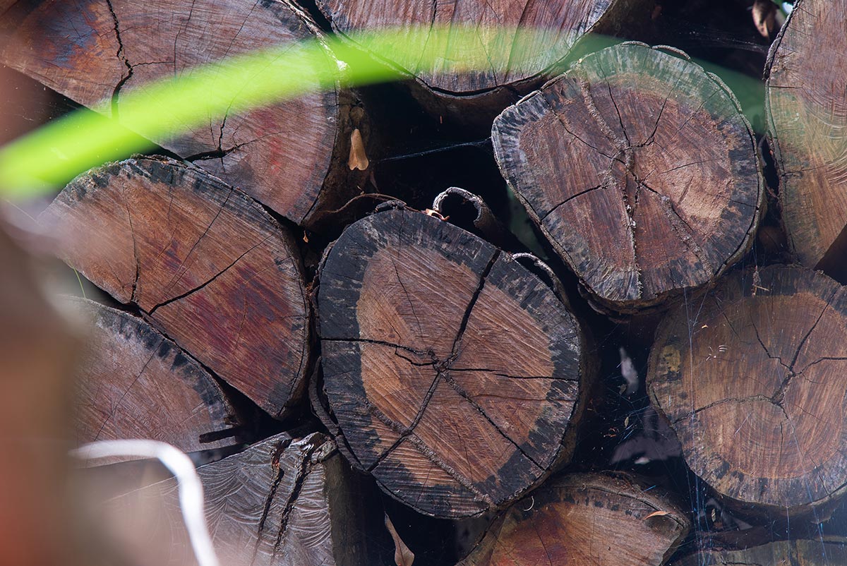 A close up of felled brazilwood
