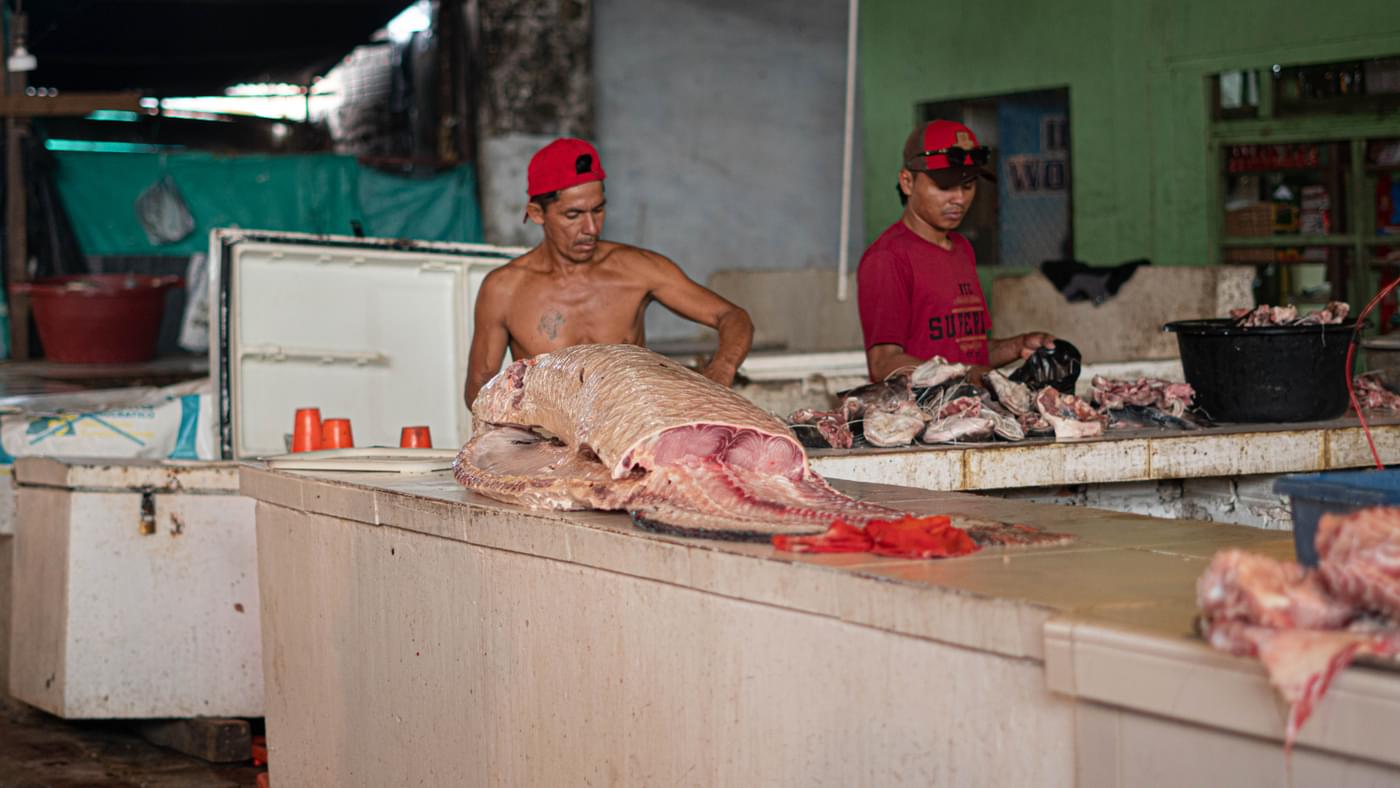 Pirarucu fish being sold